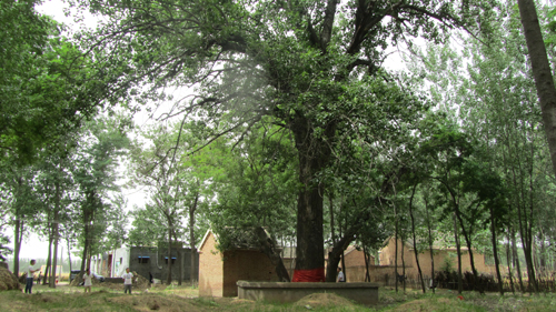 ������ׯ��ë����